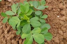 小满节气的民俗及农事活动