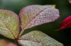 白露节气的风俗及气候特点