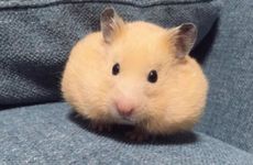 梦见膀胱是什么意思？