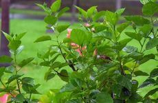 梦见枸杞怎么回事 梦见枸杞有什么预兆