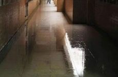 什么植物辟邪镇宅 镇宅植物大盘点