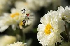 重阳节为啥不能回娘家 地方习俗寓意不吉