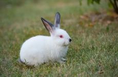 属龙和属兔合不合婚