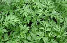 端午节的活动及饮食习俗