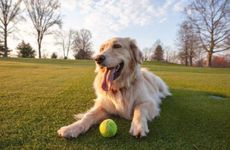 最旺属狗人的植物 属狗的不能种铁树吗？