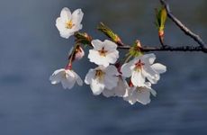 清明时节如何开运