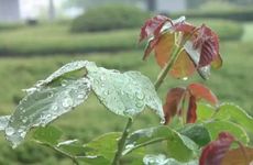 地支藏干怎么来的 地支藏干有什么用