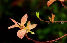 梦见死婴怎么回事 梦见死婴有什么预兆