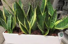 秋老虎是指什么意思 秋老虎节气的含义是什么