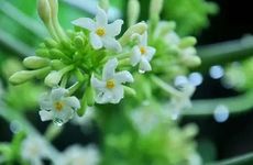 谷雨为什么要喝擂茶 明目养生提高身体素质