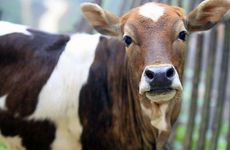 属牛人如何通过养花提升自己不足