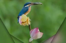 小暑节气的民间习俗及食物