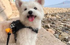 为什么说94年属狗的姻缘晚婚