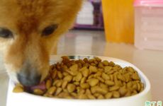 梦见很多苍蝇周公解梦，梦见很多苍蝇是什么意思？