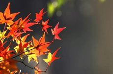 2022年秋分是什么时候 2022秋分时间是几分几秒