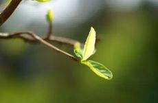 立春打鞭炮一定要准时吗 立春放鞭炮有什么含义