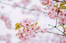 新坟第一年清明必须提前去吗