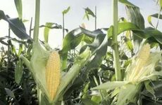 从夏至开始，这3个生肖时来运转，会迎来曙光，幸福到永远