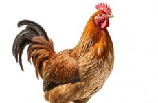 2022年属鸡开业吉利月 哪天开业运气最好