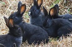 属兔人倒霉的年龄段