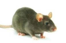 丑时出生的属鼠女孩性格好不好