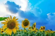 新年初二的祝福语 大年初二拜年用语大全