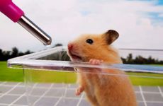 属鼠人命中注定的丈夫