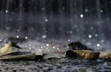 梦见自己在念金刚经怎么回事 梦见自己在念金刚经有什么预兆