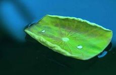 小暑吃三宝是指哪三宝 黄鳝莲藕和绿豆芽