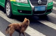 1982年属狗人2026年姻缘旺盛吗