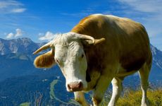 1985年属牛人2025年如何化解危机