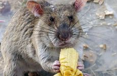 1996年属鼠人何时添子女