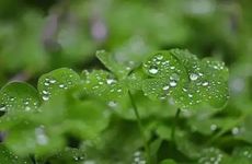 谷雨三候的不同奇景