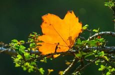 2024年入伏与出伏时间 三伏天第一天下雨好吗