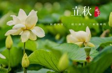 立秋节气的农事活动及传统食物