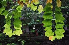 今年三九天时间表2024