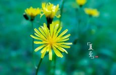 广州人过年为什么要买金桔 广州人过年买橘子树