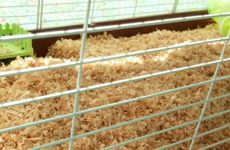 属鼠男的属相婚配表大全