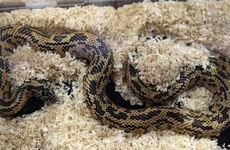 属蛇二次婚姻在几岁 属蛇人的婚姻观与二婚年龄特性