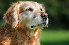 属狗人2024上半年健康运势总体平稳