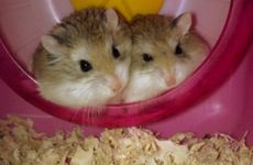 1996年属鼠人适合的楼层  顺着运势做选择