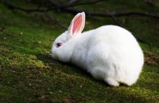 1975年属兔人什么时候退休