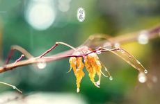 白露节气名字的由来 白露节气历史故事