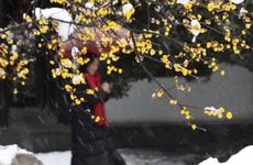 梦见铁树开花周公解梦，梦见铁树开花是什么意思？