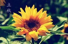 立秋吃什么传统食物 立秋节气各地食俗提前知