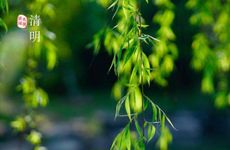 清明节上坟可以用太阳花吗