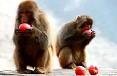 为什么说属猴女一辈子都没福气