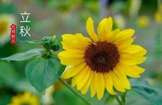 为什么立秋后不能吃丝瓜 立秋的物候特征