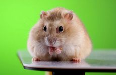 2026年属鼠人的感情运