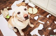 70年属狗晚年苦不堪言（如何改善属狗人的晚年生活）